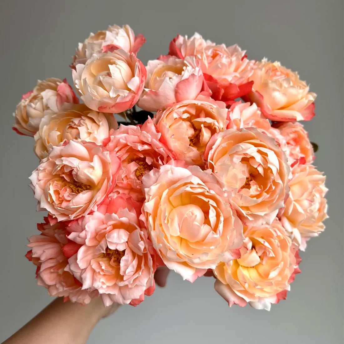 Chance Pom Japanese Florist Shrub Rose