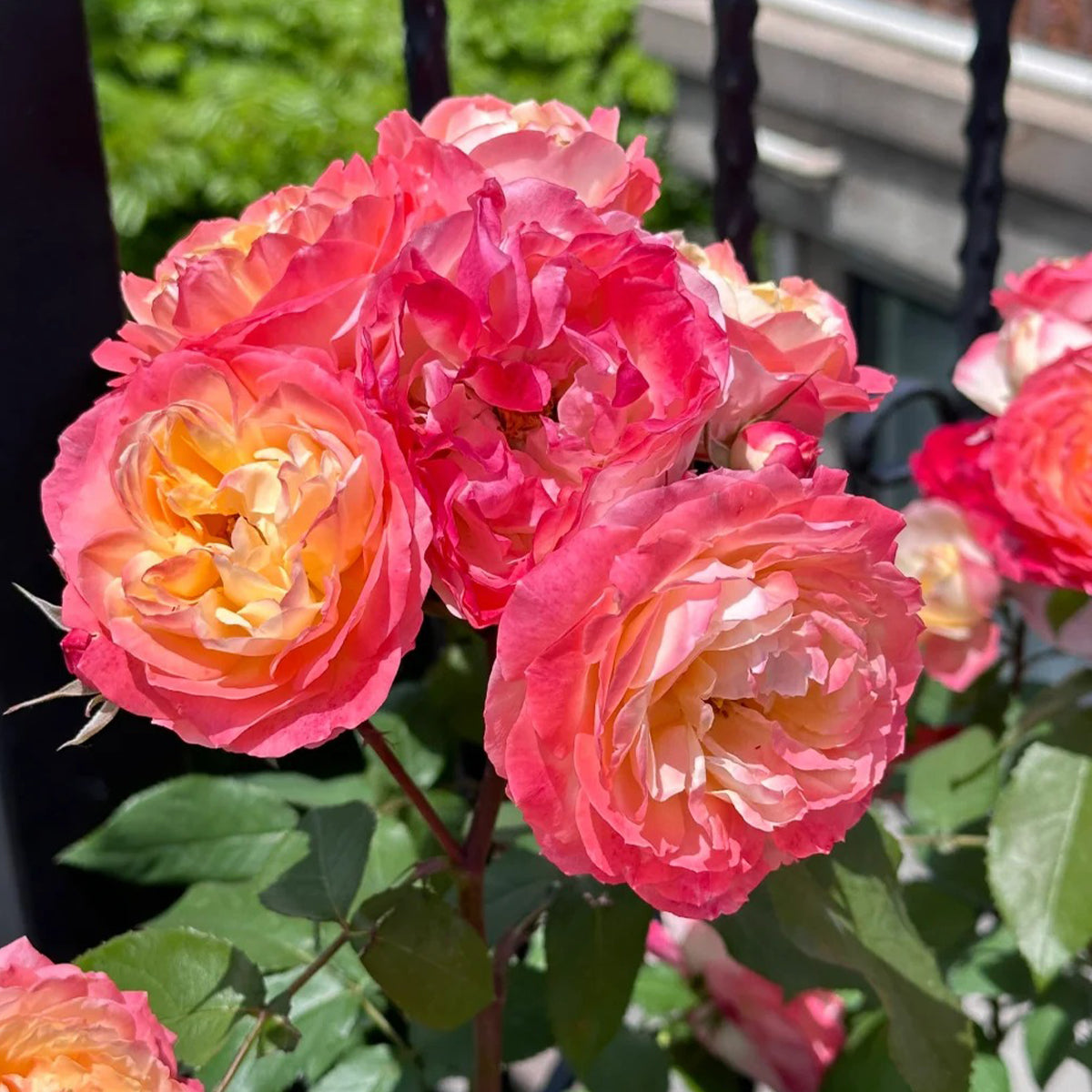 Chance Pom Japanese Florist Shrub Rose
