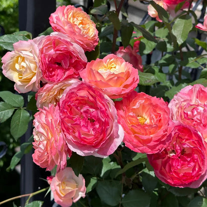 Chance Pom Japanese Florist Shrub Rose