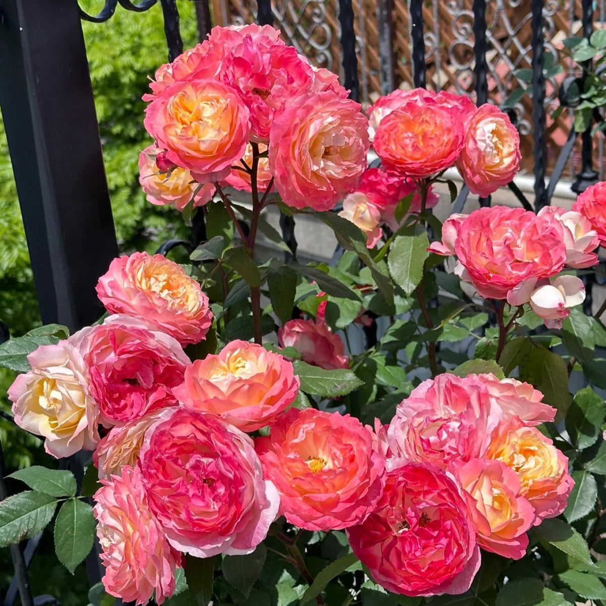 Chance Pom Japanese Florist Shrub Rose