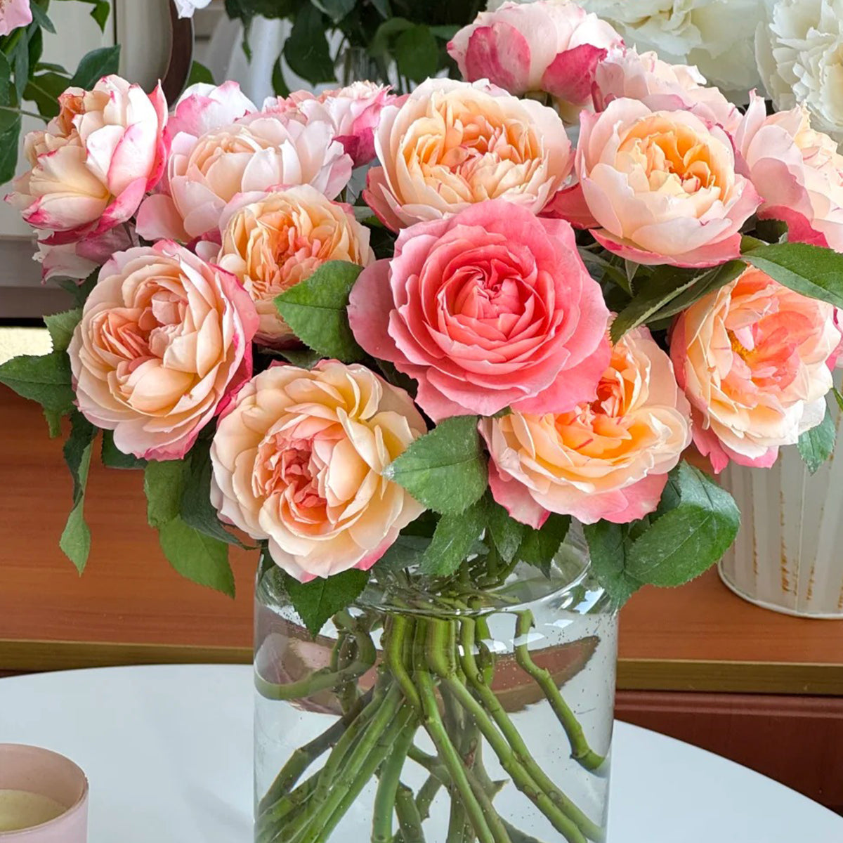 Chance Pom Japanese Florist Shrub Rose