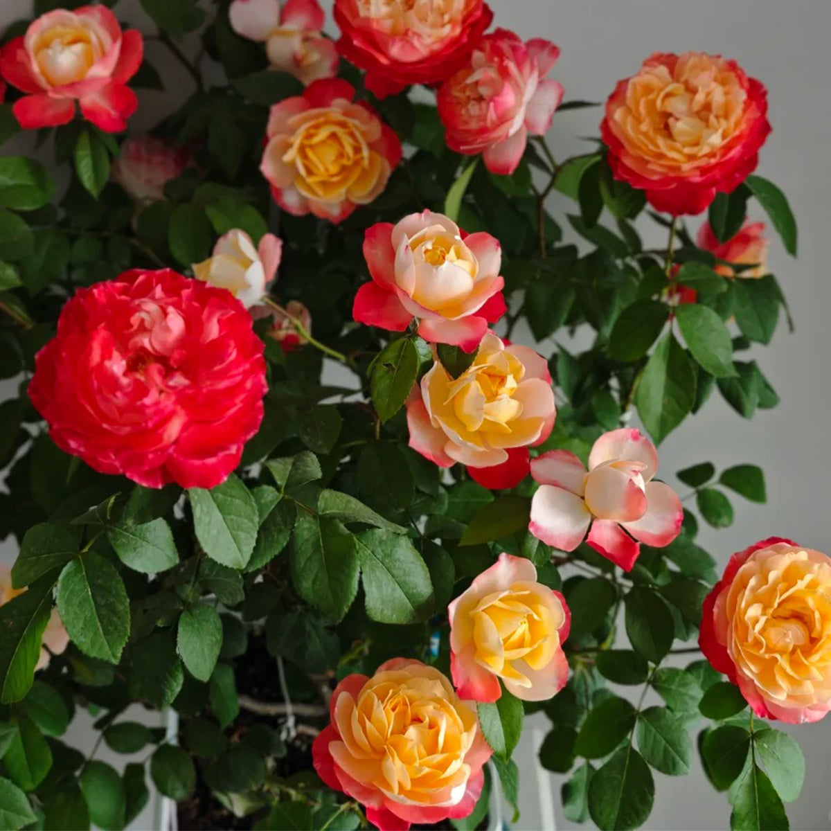 Chance Pom Japanese Florist Shrub Rose