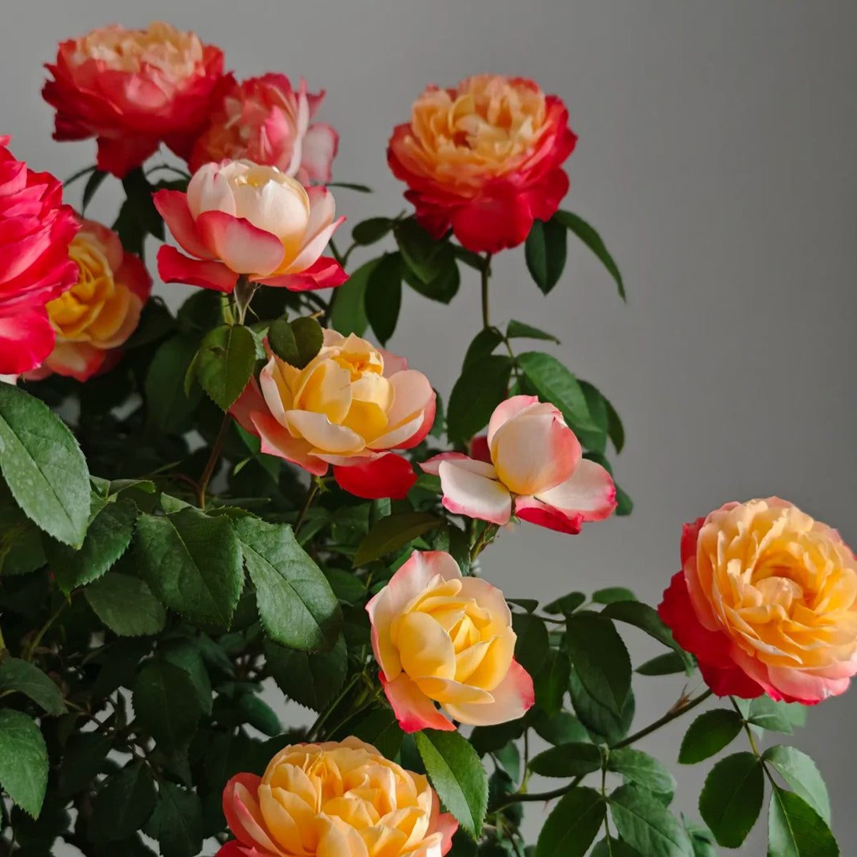Chance Pom Japanese Florist Shrub Rose