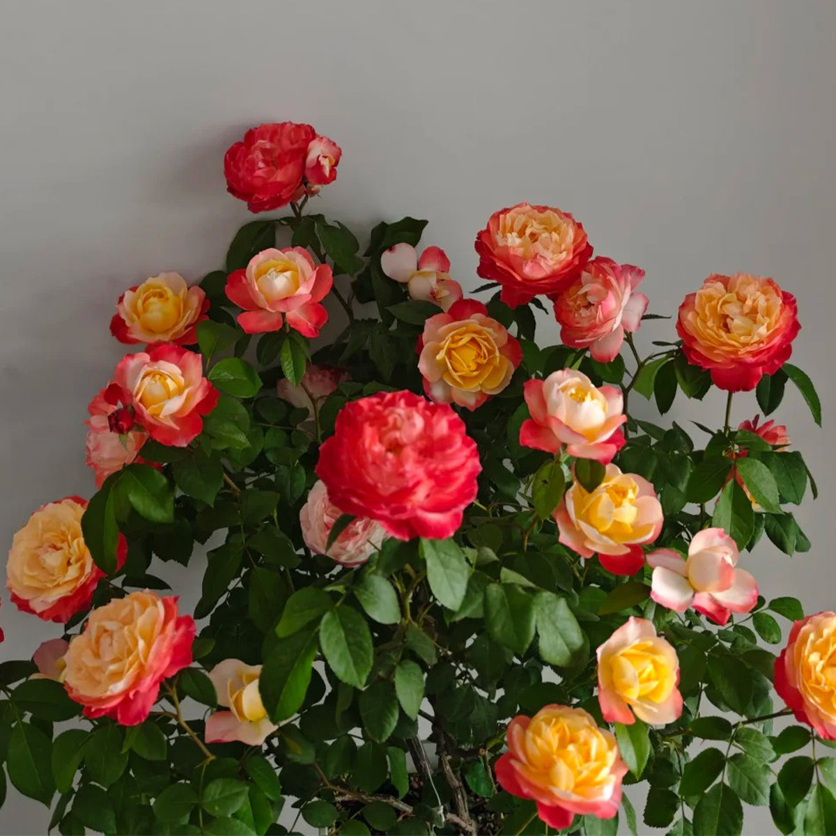 Chance Pom Japanese Florist Shrub Rose
