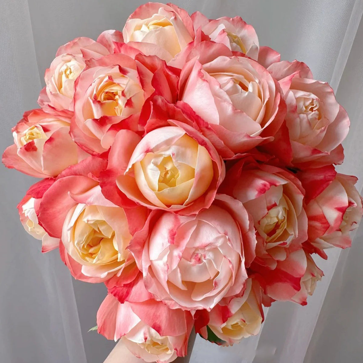 Chance Pom Japanese Florist Shrub Rose