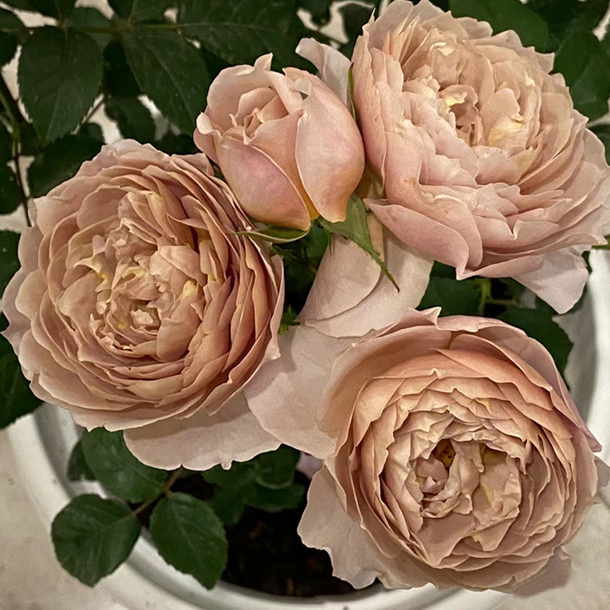 Charlotte Perriand Japanese Florist Shrub Rose – Highgarden