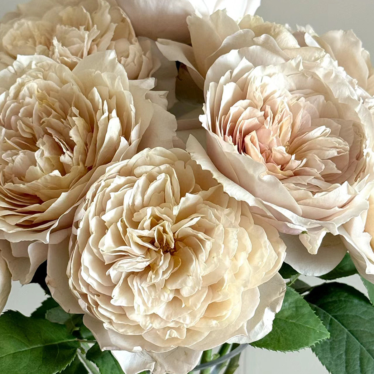 Charlotte Perriand Japanese Florist Shrub Rose – Highgarden Roses