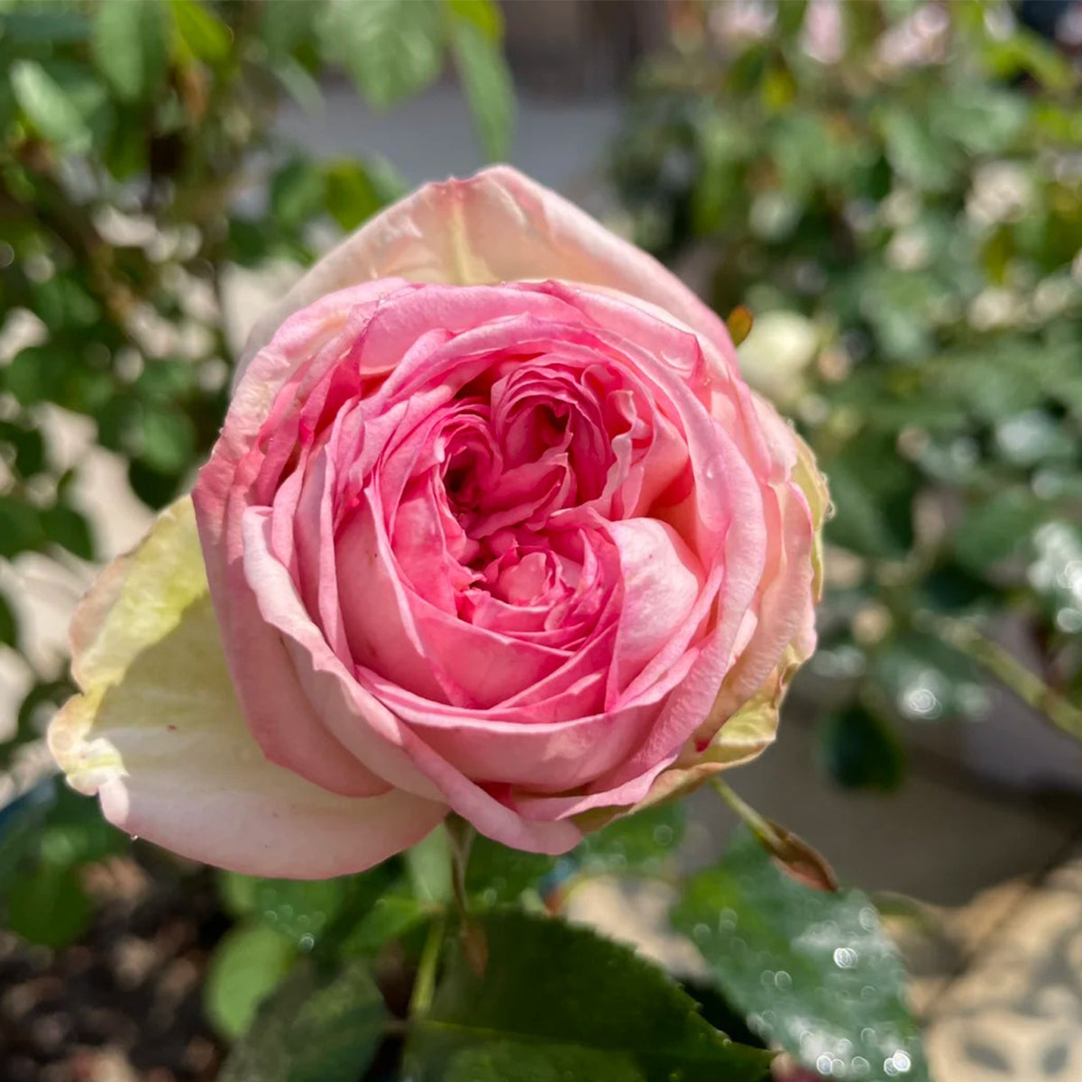 Charming Piano German Florist Shrub Rose Own Root | Highgarden Roses ...