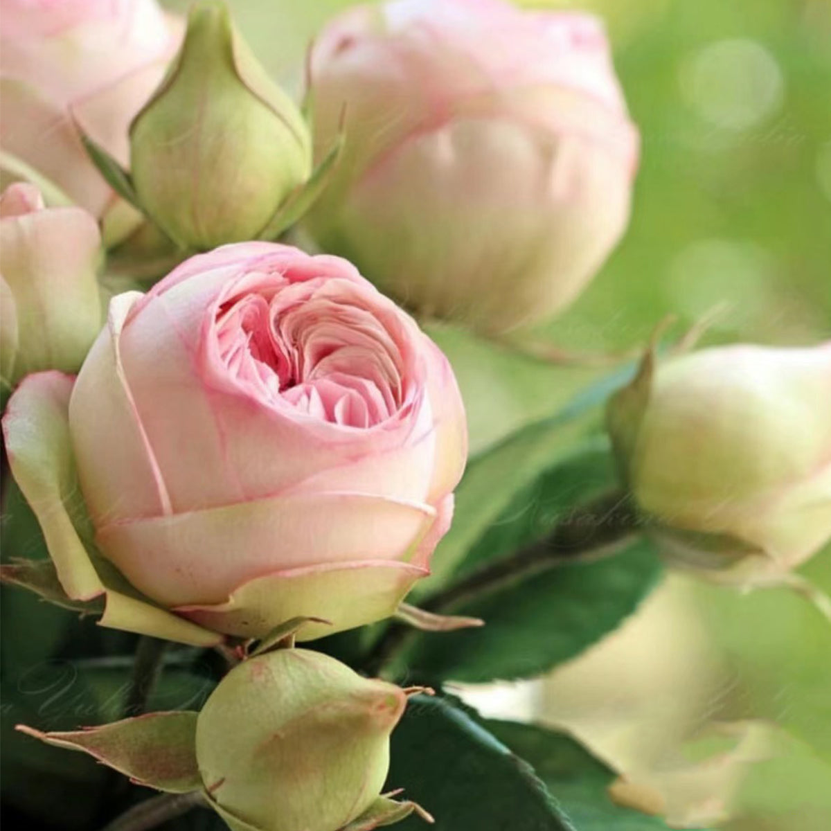 Charming Piano German Florist Shrub Rose Own Root | Highgarden Roses ...