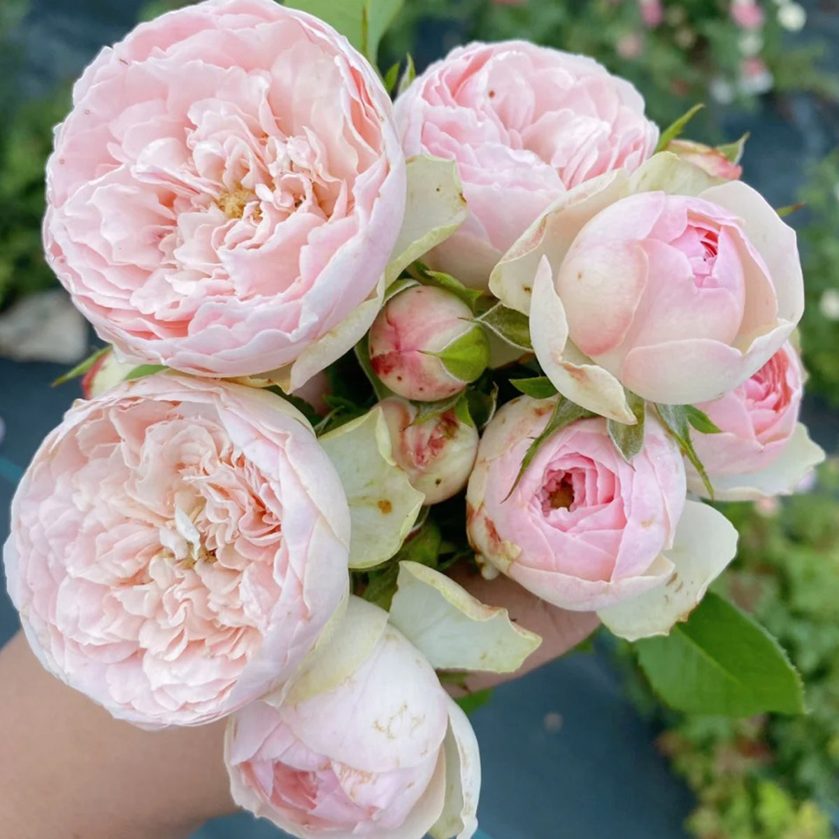 Charming Piano German Florist Shrub Rose Own Root | Highgarden Roses ...