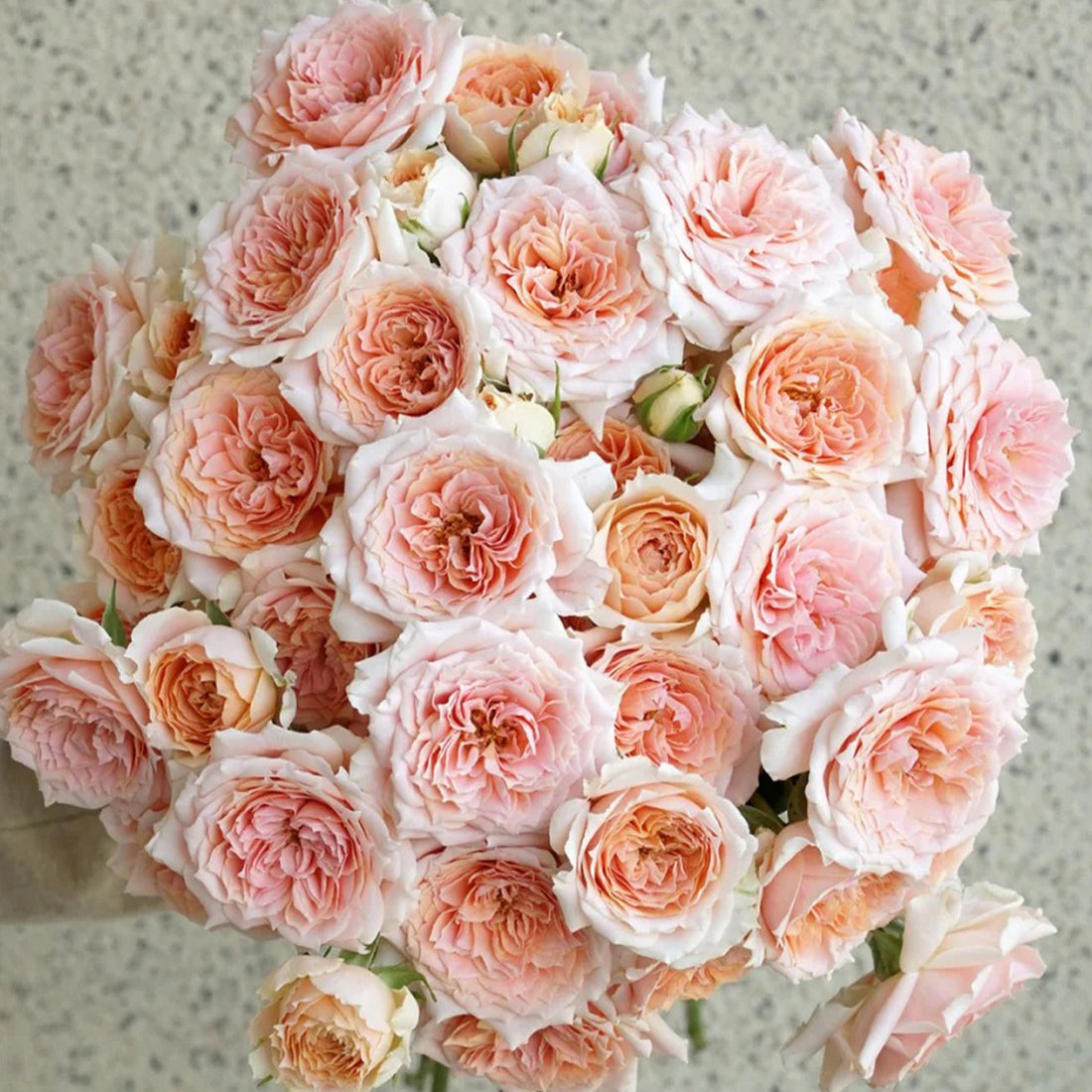 Cheerleader Apricot Japanese Florist Shrub Rose