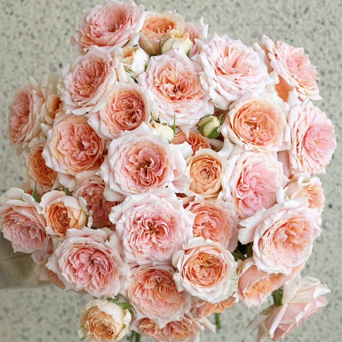 Cheerleader Apricot Japanese Florist Shrub Rose