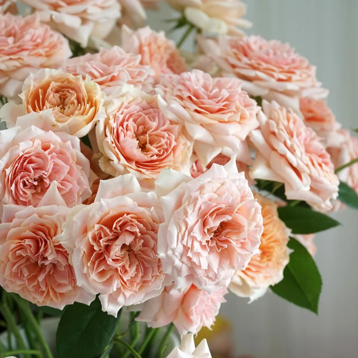 Cheerleader Apricot Japanese Florist Shrub Rose