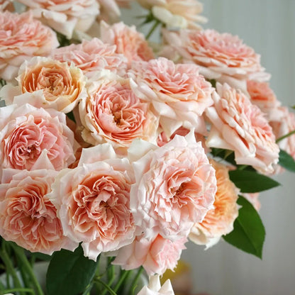 Cheerleader Apricot Japanese Florist Shrub Rose