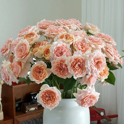 Cheerleader Apricot Japanese Florist Shrub Rose