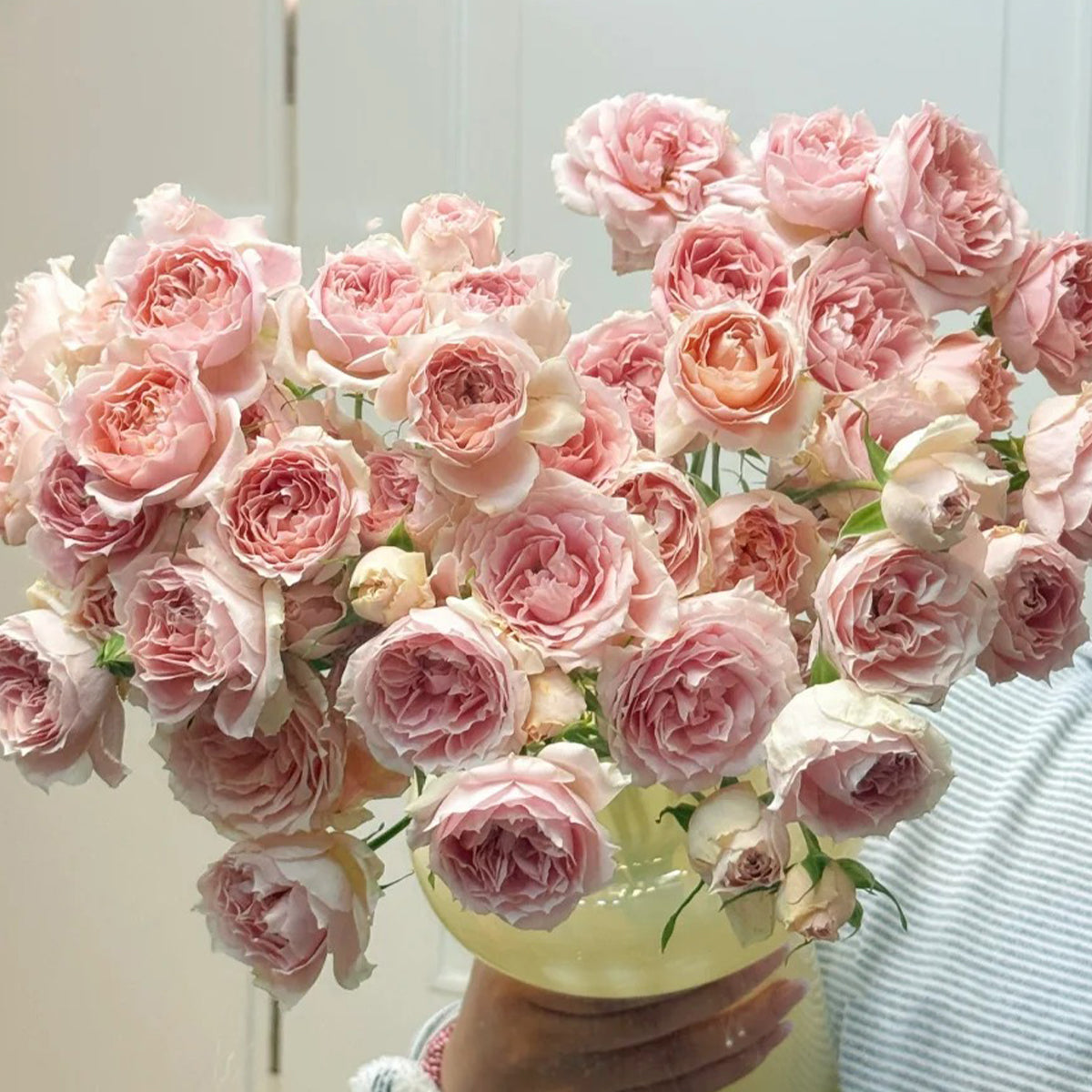 Cheerleader Apricot Japanese Florist Shrub Rose