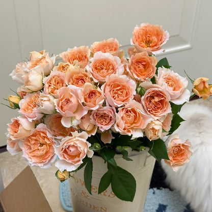Cheerleader Apricot Japanese Florist Shrub Rose