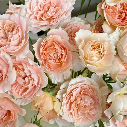 Cheerleader Apricot Japanese Florist Shrub Rose