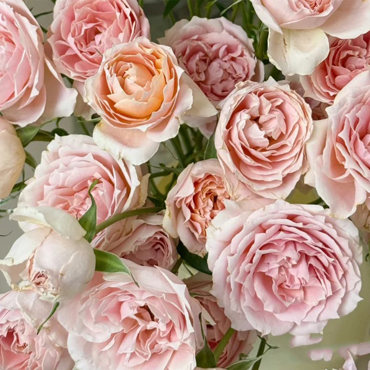 Cheerleader Apricot Japanese Florist Shrub Rose