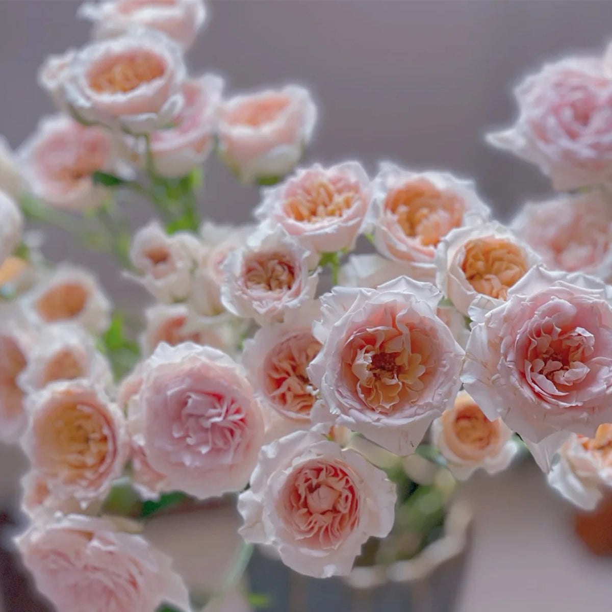 Cheerleader Apricot Japanese Florist Shrub Rose