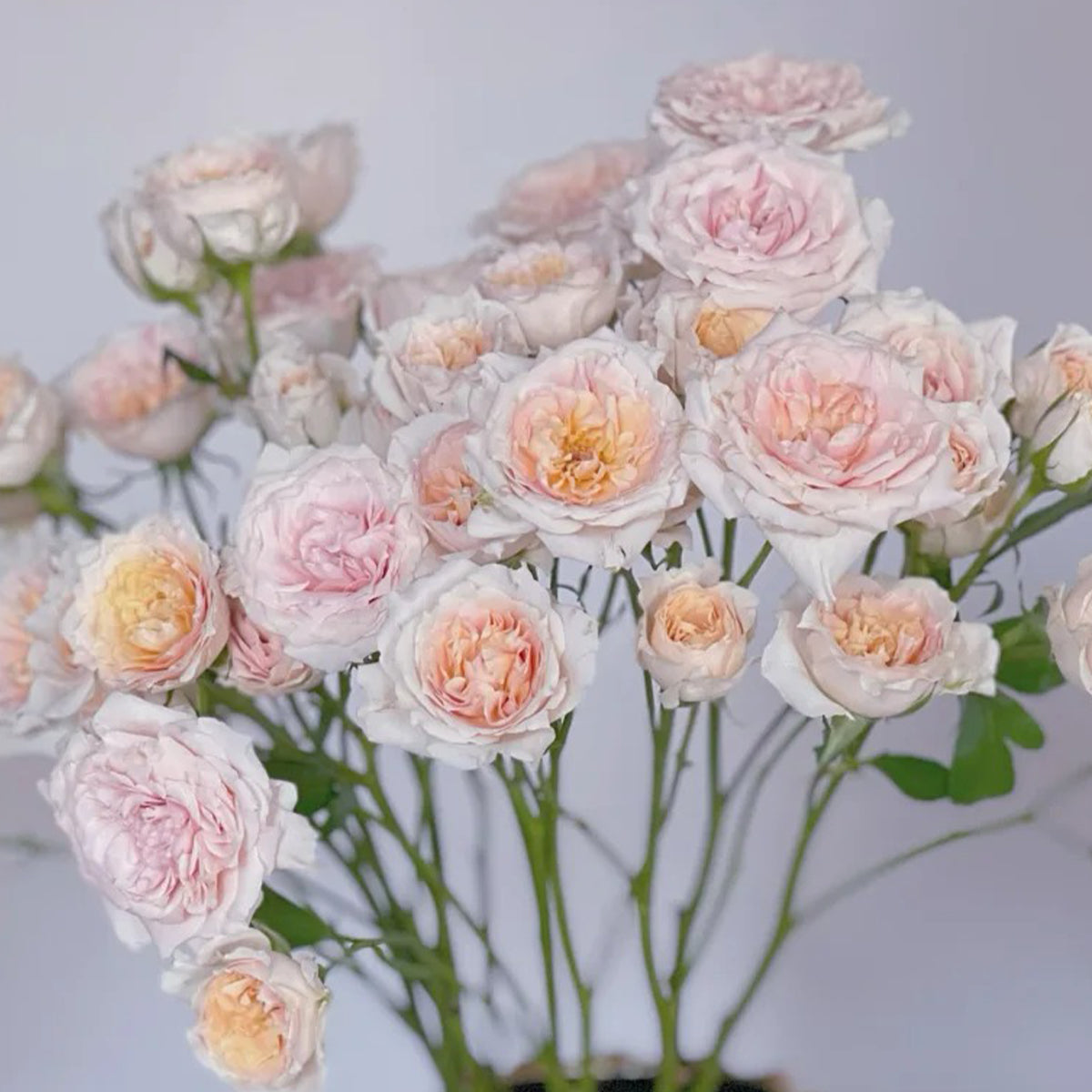 Cheerleader Apricot Japanese Florist Shrub Rose