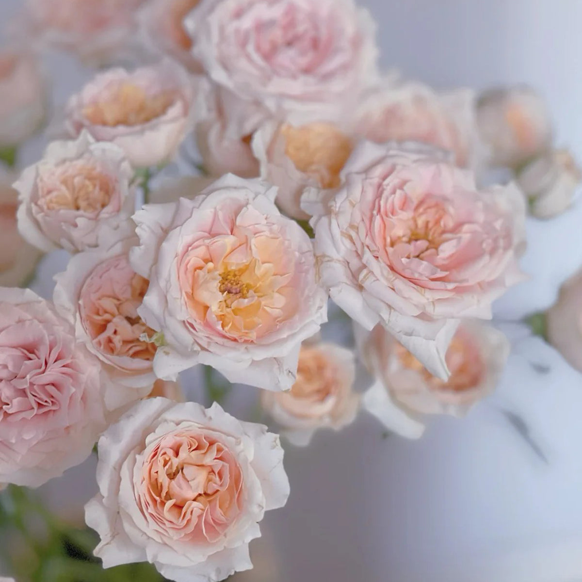 Cheerleader Apricot Japanese Florist Shrub Rose