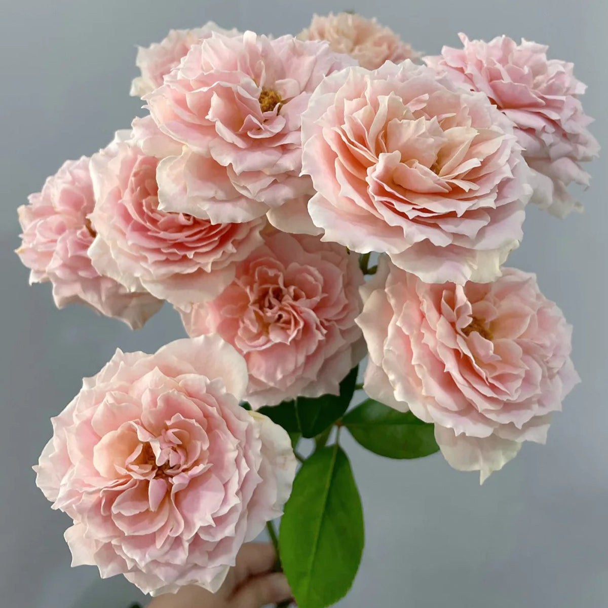 Cheerleader Apricot Japanese Florist Shrub Rose