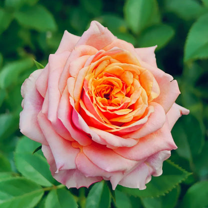 Cherry Brandy German Florist Shrub Rose