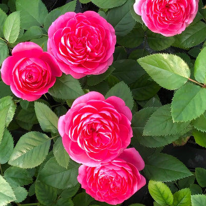 Cherry Gemstone Florist Shrub Rose