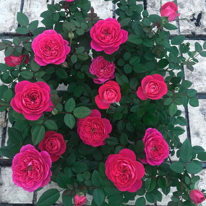 Cherry Gemstone Florist Shrub Rose