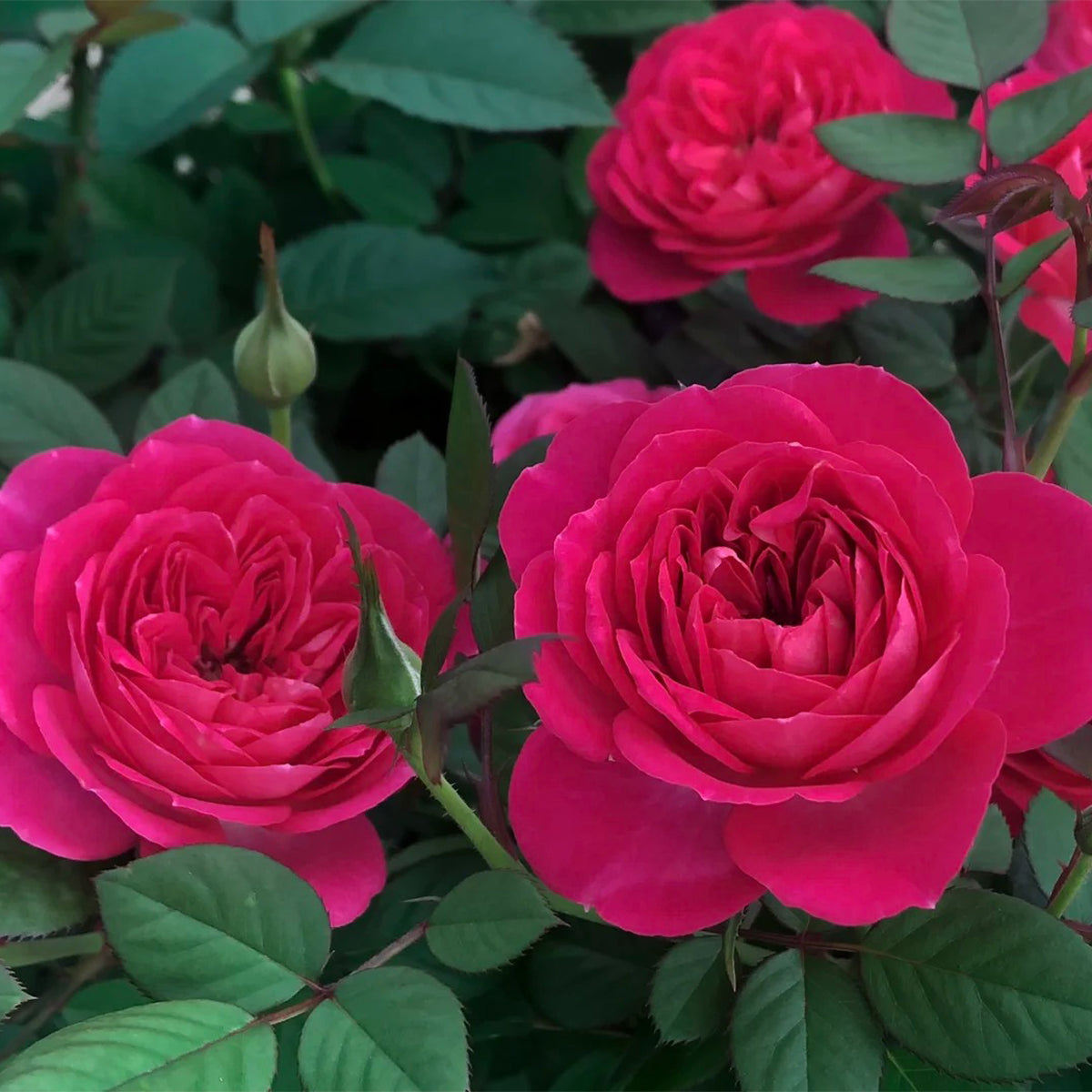 Cherry Gemstone Florist Shrub Rose