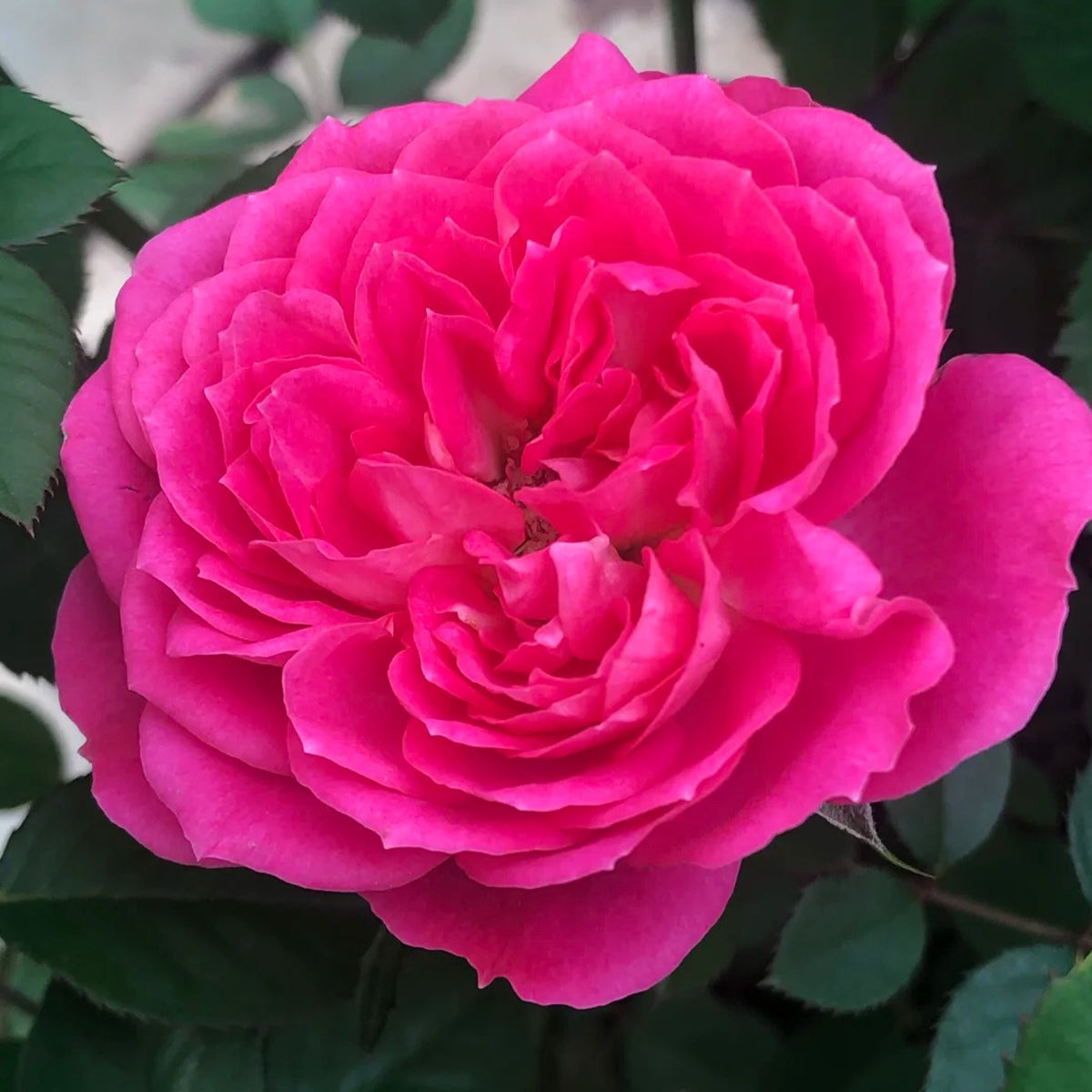 Cherry Gemstone Florist Shrub Rose