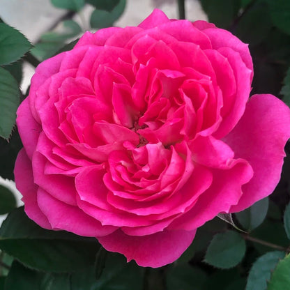 Cherry Gemstone Florist Shrub Rose