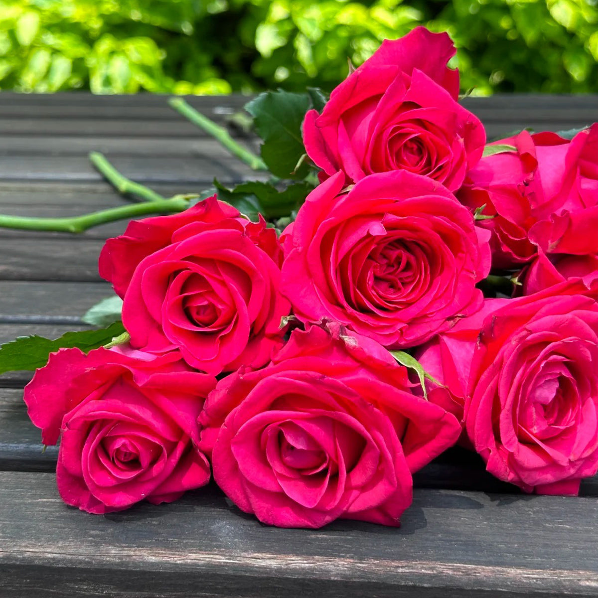 Cherry Gemstone Florist Shrub Rose