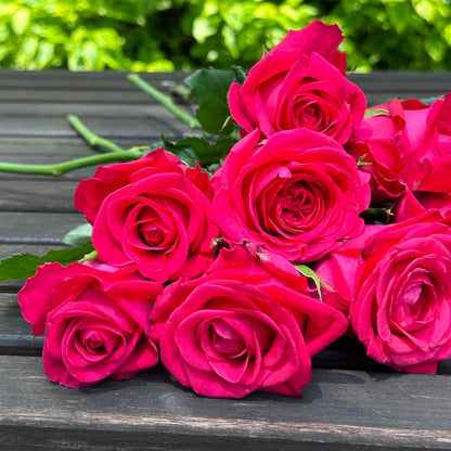 Cherry Gemstone Florist Shrub Rose