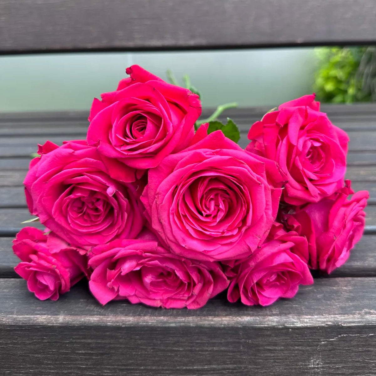 Cherry Gemstone Florist Shrub Rose