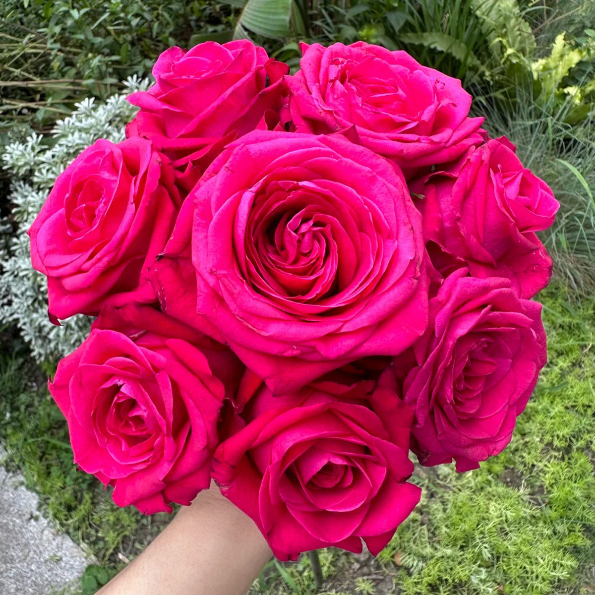Cherry Gemstone Florist Shrub Rose