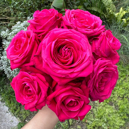 Cherry Gemstone Florist Shrub Rose