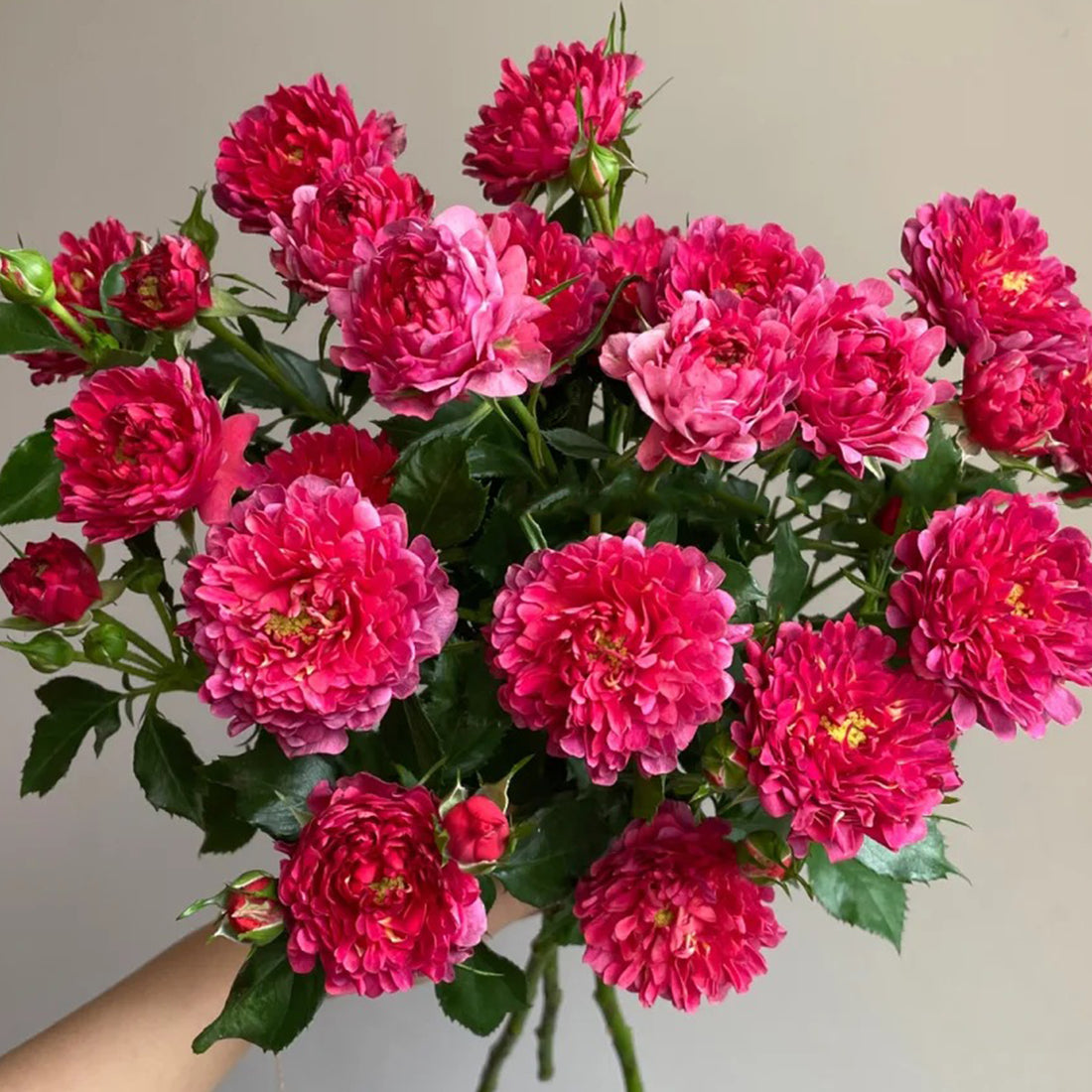 Cherry Sea Anemone Dutch Florist Shrub Rose