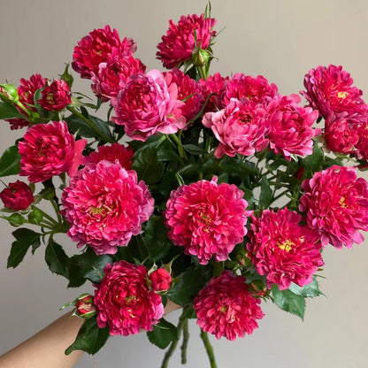 Cherry Sea Anemone Dutch Florist Shrub Rose