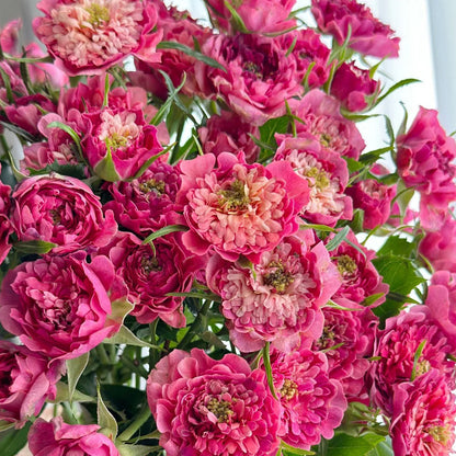 Cherry Sea Anemone Dutch Florist Shrub Rose