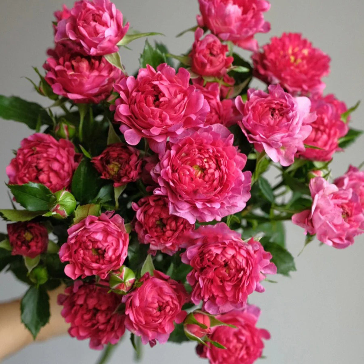 Cherry Sea Anemone Dutch Florist Shrub Rose