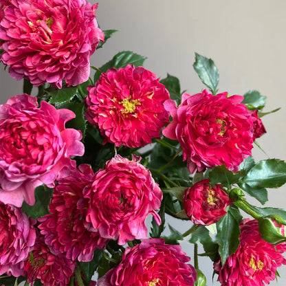 Cherry Sea Anemone Dutch Florist Shrub Rose