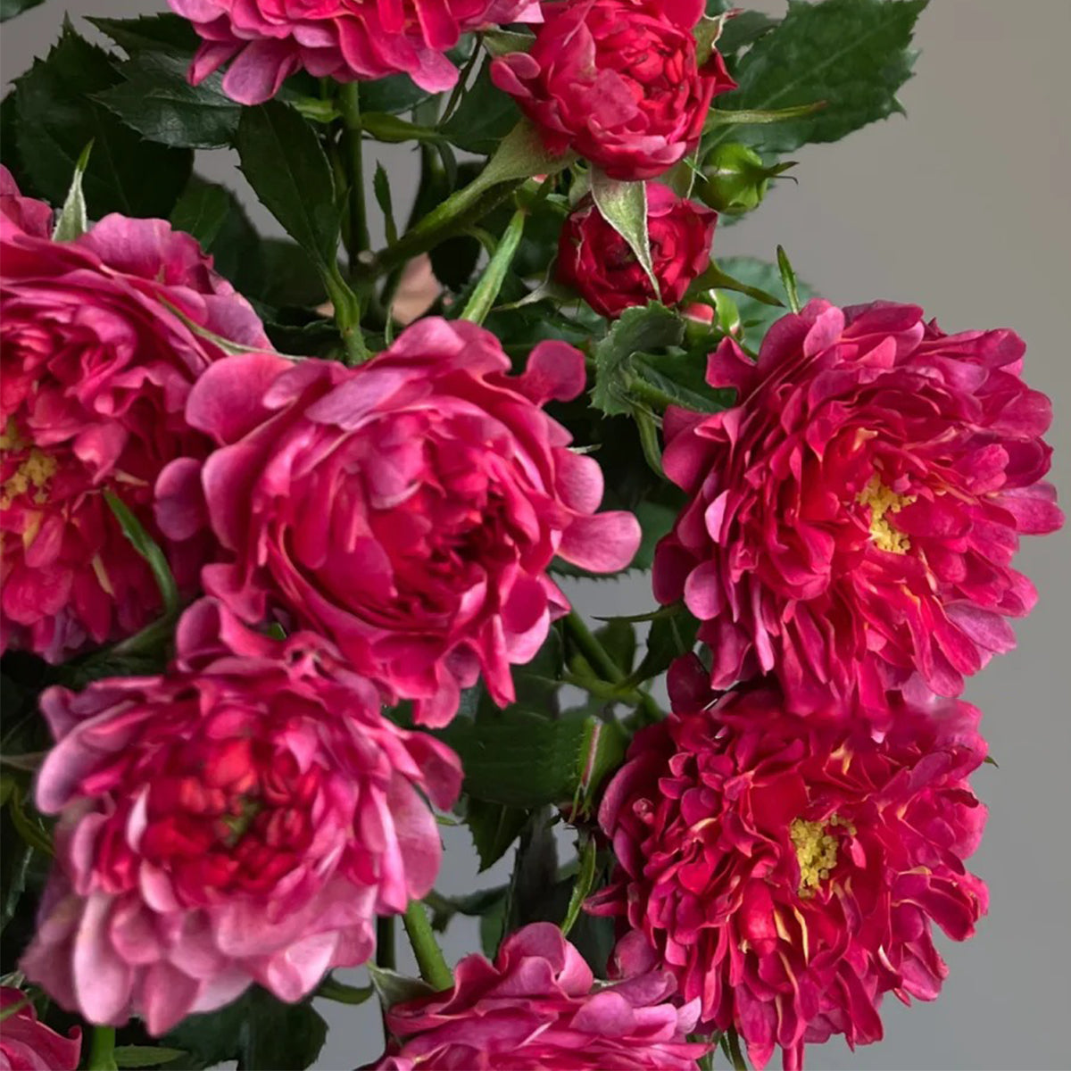 Cherry Sea Anemone Dutch Florist Shrub Rose