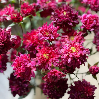 Cherry Sea Anemone Dutch Florist Shrub Rose