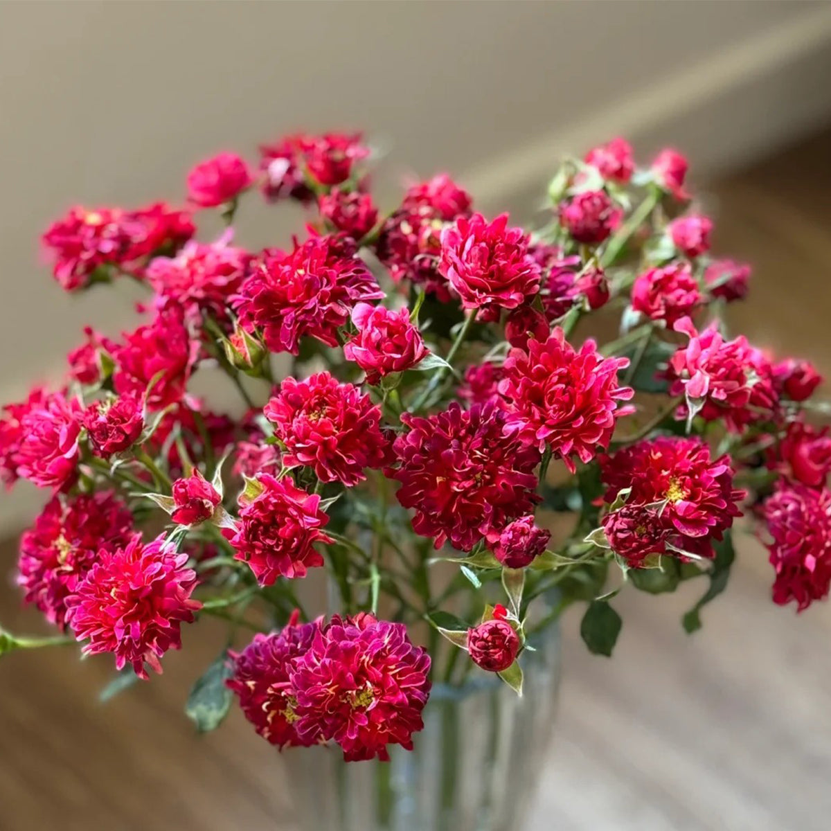 Cherry Sea Anemone Dutch Florist Shrub Rose