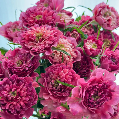 Cherry Sea Anemone Dutch Florist Shrub Rose