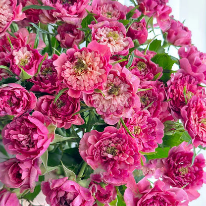 Cherry Sea Anemone Dutch Florist Shrub Rose