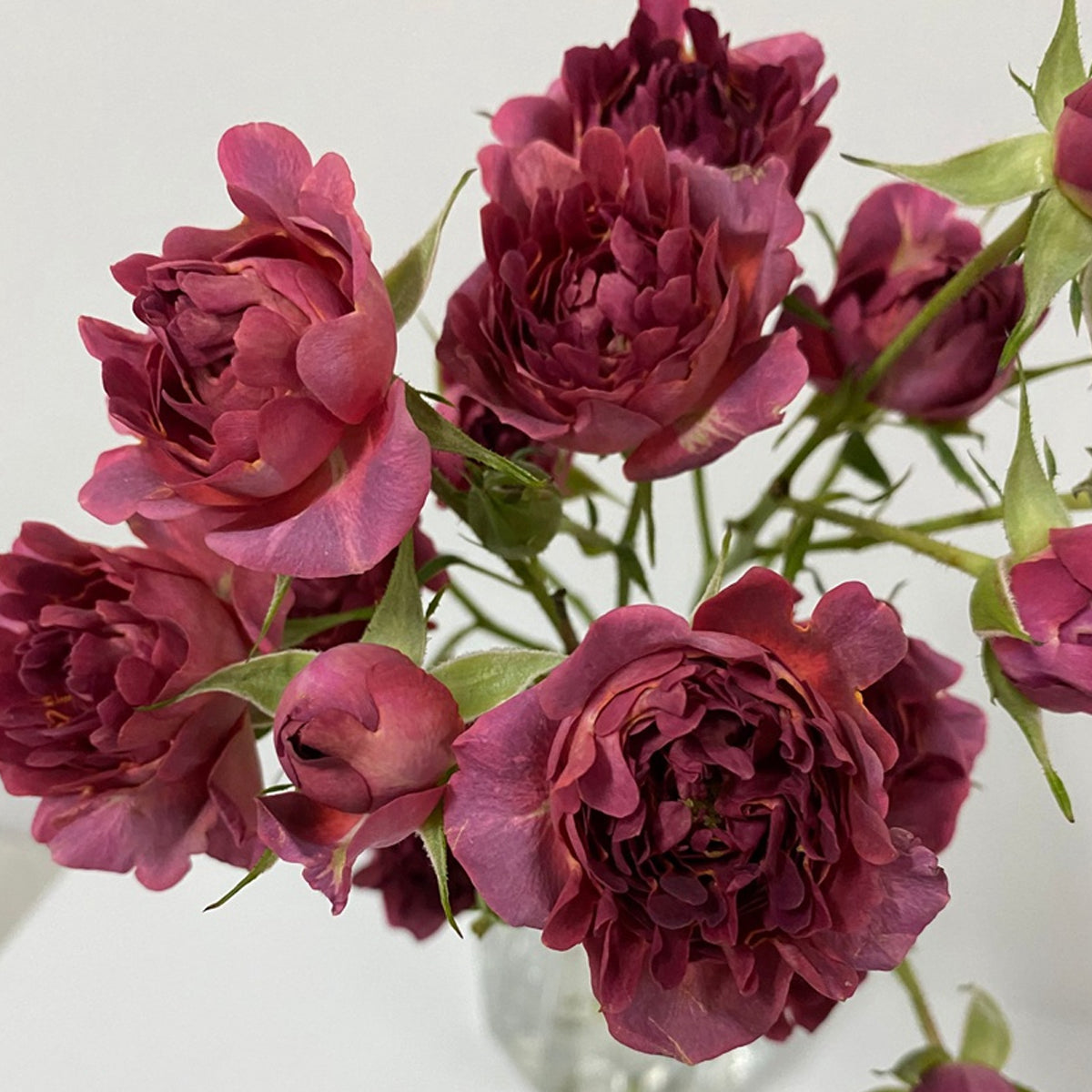 Cherry Sea Anemone Dutch Florist Shrub Rose