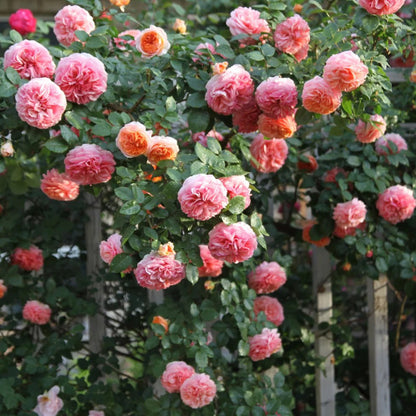 Chippendale German Florist Climbing Rose